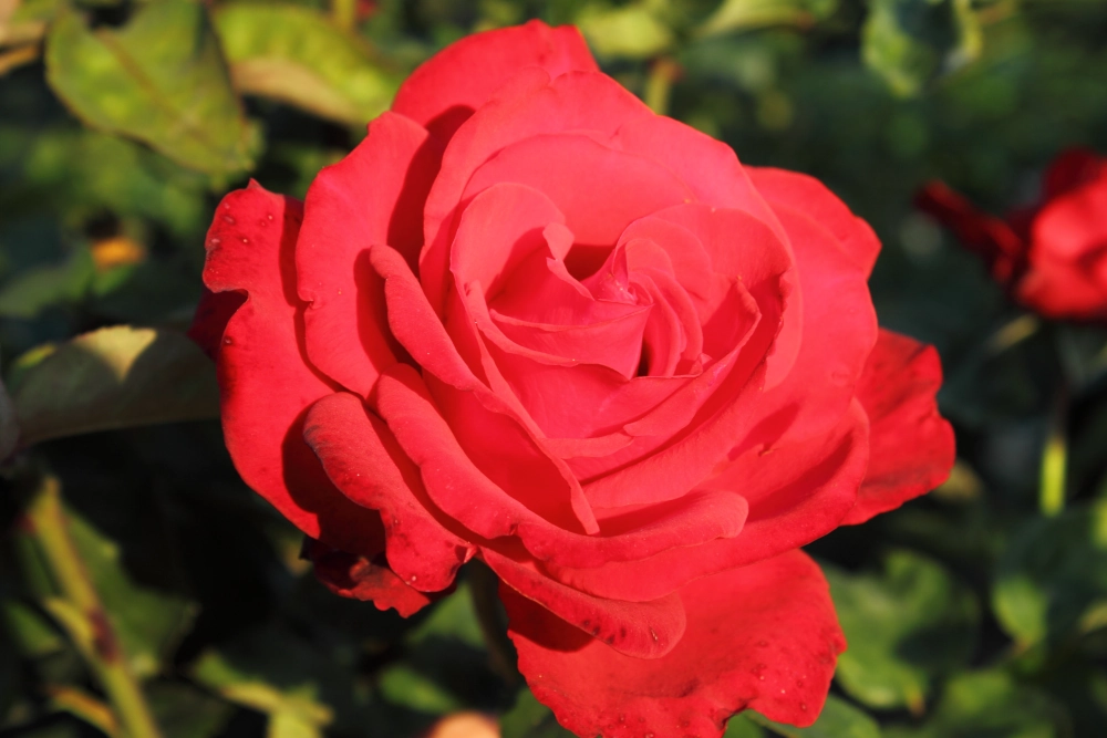 Edelrose 'Grande Amore®', 30 bis 60 cm Höhe, dunkelrot Cover